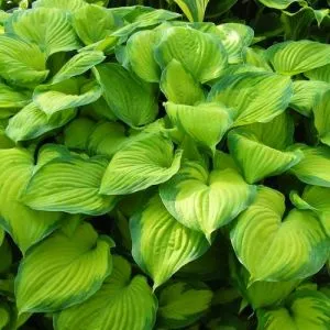Хоста Guacemole фото