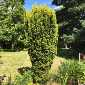 Тис Fastigiata Aurea фото