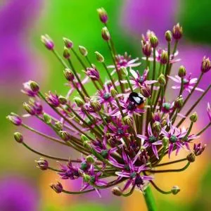 Алліум Spider фото