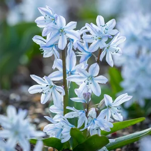Проліска Mischtschenkoana Tubergeniana фото