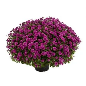 Хризантема Araxa Purple фото