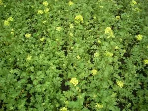 Гірчиця фото