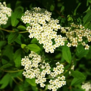 Спірея Decumbens фото