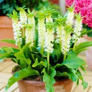 Еукоміс Autumnalis фото