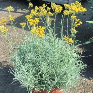Талл Каррі (Helichrysum angustifolia Tall Curry) фото