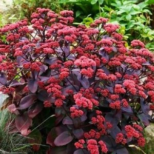Седум Purple Emperor фото