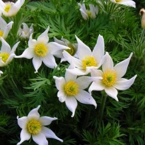Сон-трава Pulsar White фото