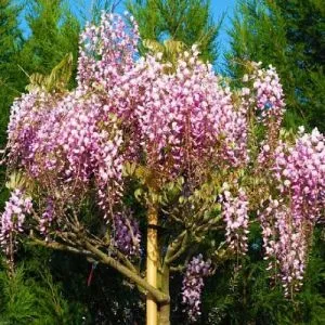Вістерія (гліцинія) рясноквітуча Rosea фото