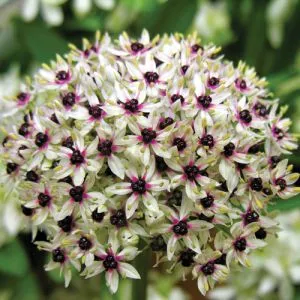 Алліум Silverspring фото