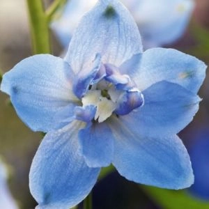Дельфініум Sky Blue White Bee фото