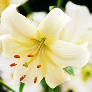 Лілія Pearl White  фото