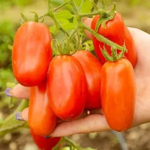 Помідор Сан Марцано фото