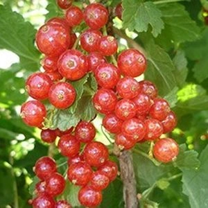 Смородина Світлиця фото