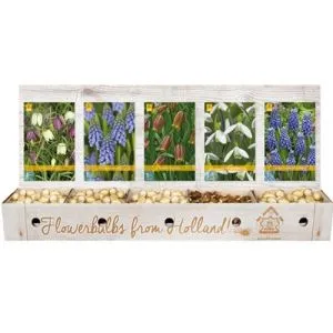 Шоу-бокс Various Flowerbulbs (Брендові цибулини Jub Holland) фото