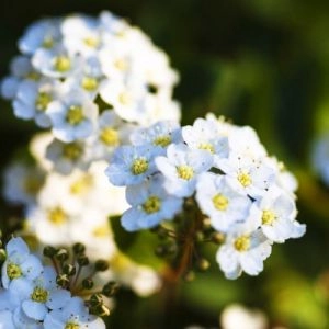 Спірея Halward's Silver фото