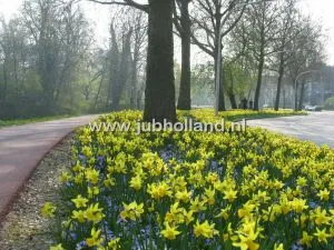 Мікс Amstelveen фото