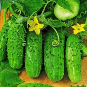 Огірок Роднічок F1 фото