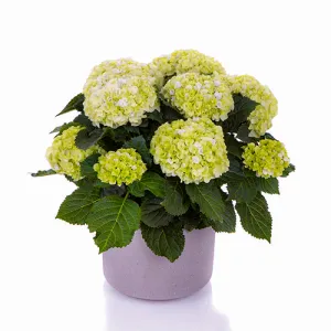 Гортензія Hi Hailstone фото