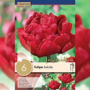 Тюльпан Salcido (Брендові цибулини KAPITEYN®) фото