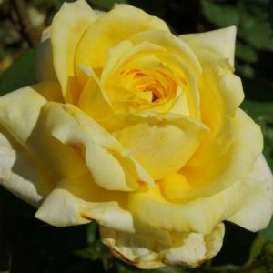 Троянда плетиста Zorba фото