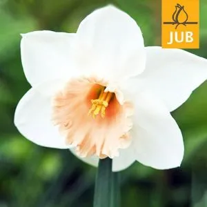 Нарцис Accent (Брендові цибулини Jub Holland) фото