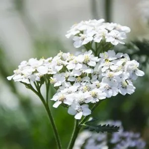 Деревій White Beauty фото