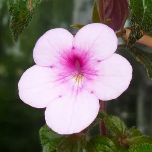 Ахіменес Peach Blossom фото