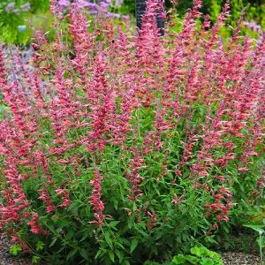 Лофант Fleur (Фльор) фото