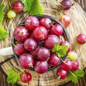 Аґрус Неслуховський фото