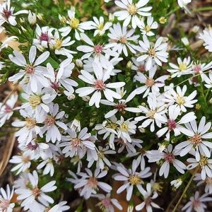 Айстра Divaricatus фото