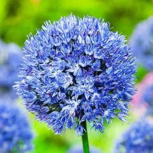 Алліум Caeruleum фото