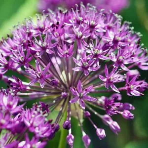 Алліум Powder Puff фото