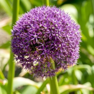 Алліум Purple Caila фото