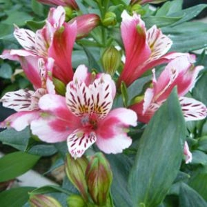 Альстромерія Dandy Candy фото
