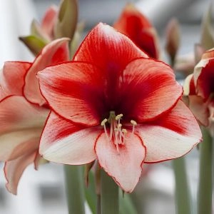 Амариліc Coral Flame фото