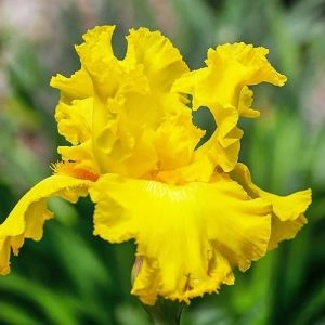 Ірис Amarillo Frills фото