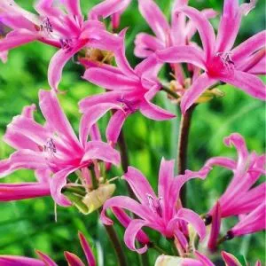 Амарин Belladiva фото