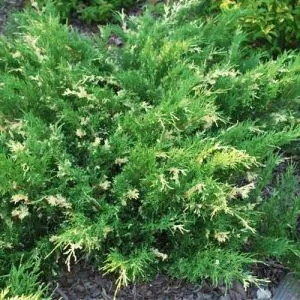 Ялівець Andorra Variegata фото