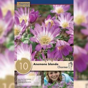 Анемона Charmer (Брендові цибулини KAPITEYN®) фото