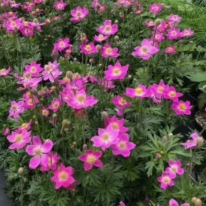Анемона Spring Beauty Pink фото