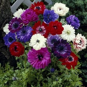 Анемона St. Brigid Mixed 100 фото