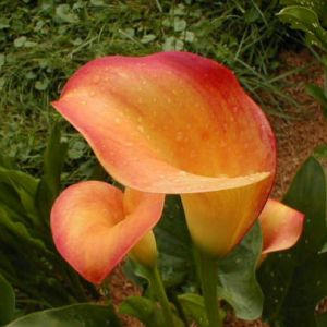 Кала Apricot Glow фото