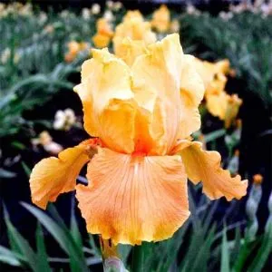 Ірис Apricot Silk фото