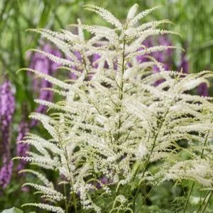 Арункус Silver Filigree фото