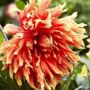 Жоржина Autumn Sunburst фото