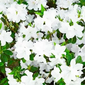 Азалія Japonica White фото