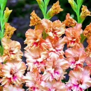Гладіолус Kissy Ruffle фото
