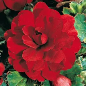 Бегонія махрова червона фото