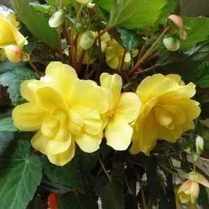 Бегонія Multiflora Maxima жовта фото