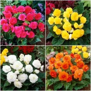 Бегонія Multiflora Maxima Mix фото